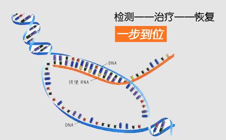 DHA基因泌尿恢复技术